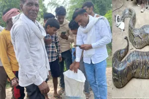 लखीमपुर खीरी : घर के बाहर विशालकाय अजगर देख ग्रामीणों के उड़े होश, वन विभाग ने जंगल में छोड़ा