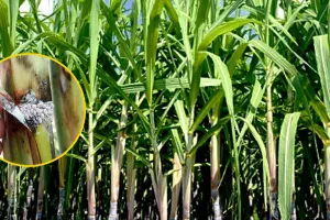 कासगंज : चोटी बेधक कीट से फीकी हो सकती है गन्ने की मिठास, गन्ने में लगा रोग