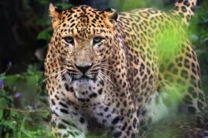 अमरोहा : तेंदुए ने पालतू कुत्ते का किया शिकार, ग्रामीणों ने दहशत