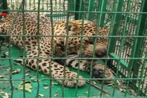 बिजनौर : वन विभाग की टीम ने पिंजरा लगाकर पकड़ा गुलदार