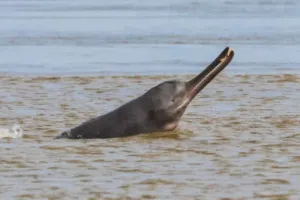 गंगा नदी में बह रहा toxic chemicals, डॉल्फिंस के लिए बन रहा खतरा, अध्ययन में आया सामने 