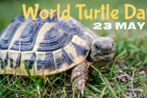 विश्व कछुआ दिवस आज, विभिन्न राज्यों में कछुआ संरक्षण की दिशा में खास फोकस कर रही योगी सरकार 