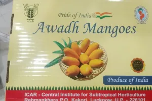 विदेशी चखेंगे अवध के आमों का स्वाद, मैंगो बॉक्स करेंगे आकर्षित 