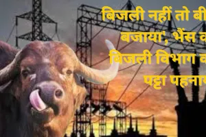 'बिजली नहीं तो बीन बजाया', भैंस को बिजली विभाग का पट्टा पहनाया, प्रदर्शन का अपनाया अनोखा अंदाज 