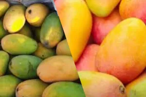 लखनऊ के दशहरी आमों की होगी वैश्विक स्तर पर ब्रांडिंग, एडवांस में बुक होगा एयर स्पेस