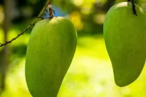 मलिहाबादी दशहरी का इंतजार होगा खत्म, 3 जून से जाएगी आमों की खेप