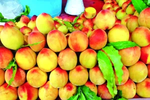 स्वाद के साथ सेहत का खजाना भी हैं पहाड़ी फल   