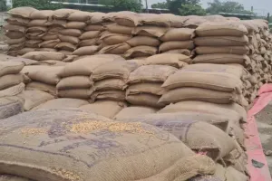 प्रयागराज : अफसरों की लापरवाही, 15 हजार बोरा गेहूं भींगा, पंजाब से आया था अनाज