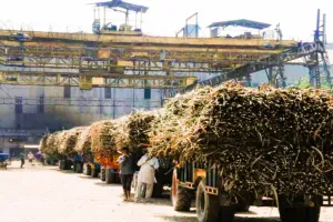 चीनी मिल प्रबंधकों की लापरवाही...बरेली, शाहजहंपुर, पीलीभीत की मिलों को आरसी जारी