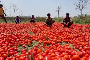 कानपुर: गर्मी से टमाटर को आहार मिला कम, आकार हुआ छोटा