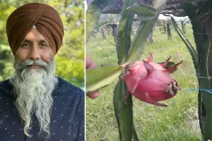 रामपुर: ड्रैगन फ्रूट में छिपा है सेहत का राज...मगर स्थानीय मंडी में नहीं मिल रहा भाव