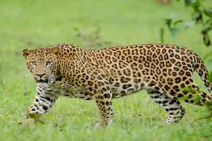 Bareilly: तेंदुए की लुकाछुपी...वनकर्मियों को नहीं मगर ग्रामीणों को रोज दिख रहा