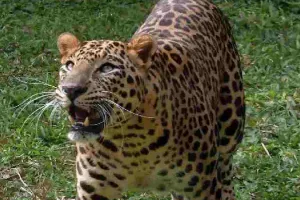 मुरादाबाद: किसानों ने मचाया शोर फिर भी नहीं भागा...बाड़ीवाला के जंगलों में तेंदुए का आतंक