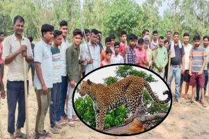 Bareilly: खेत पर काम कर रहे थे किसान...तभी तेंदुआ दिखने से फैली दहशत