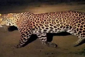 मुरादाबाद: तेंदुए की दहशत...वन विभाग के खिलाफ फूटा लोगों का गुस्सा