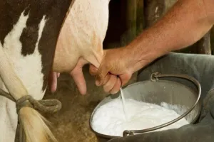 Bareilly: शहर से 820 डेयरियों को बाहर खदेड़ने की तैयारी...अब पानी किया जाएगा बंद 