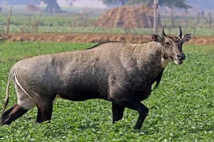 मुरादाबाद: कांठ के जंगलों में नीलगाय का आतंक...गेहूं व गन्ना की फसल तबाह
