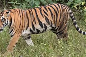 पीलीभीत: बाघ की सूचना पर पहुंचे थे खुटार रेंजर...आक्रोशित ग्रामीणों ने कर दिया हमला