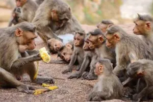 बरेली में नहीं थम रहा बंदरों की मौत का सिलसिला, 3 दिन में 11 बंदरों की मौत पर छिड़ा हंगामा