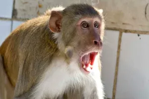 बदायूं: बंदरों का आतंक बरकरार...अब जरीफनगर में छत से गिरकर गई युवक की जान