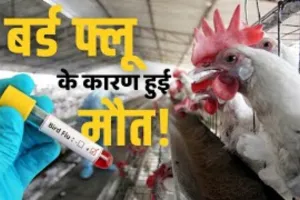 कानपुर : चिड़ियाघर आसपास 1 किमी रेड जोन घोषित, मुर्गी फार्मों के सैंपल लिए 