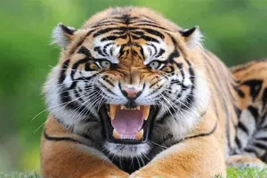 पीलीभीत: बाघ ने एक और ग्रामीण को बनाया निवाला, पांच दिन में दूसरी घटना से आक्रोश 