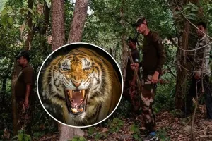 पीलीभीत: जख्मी बाघिन की तलाश...पीटीआर और उत्तराखंड के वन कर्मियों ने चलाया सर्च ऑपरेशन