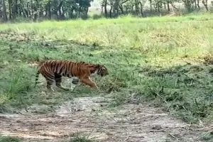 पीलीभीत: ट्रैप कैमरे में लंगड़ाती दिखी बाघिन...पीटीआर अफसरों ने ली राहत की सांस