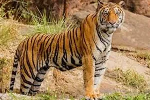 पीलीभीत:  दो किसानों की जान लेने वाली निकली बाघिन, पांचवे दिन मिली तो एक डॉट में हुई बेहोश 