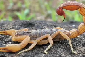 Bareilly: बच्चे को बिच्छू ने काटा...मगर जिला अस्पताल में नहीं मिल पाया इलाज ! जानिए क्या हुआ