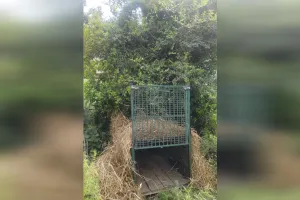 मुरादाबाद: गाय के बछड़े को घर से उठा ले गया तेंदुआ लोगों में दहशत बरकरार