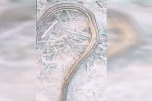 लखीमपुर खीरी: दुधवा में मृत मिला बेहद दुर्लभ प्रजाति का सांप...वन विभाग की टीम भी हैरान