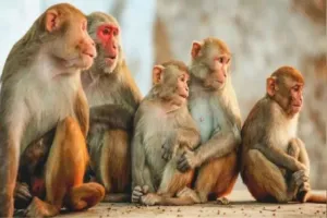 बदायूं में मानवता शर्मसार, आटे में जहर मिलाकर बंदरों को खिलाया...6 की तड़पकर मौत