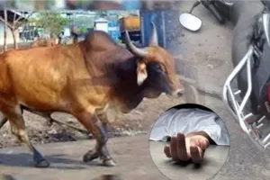 पीलीभीत: बाइक सवार की सांड से टकराकर मौत, परिजनों में मचा कोहराम