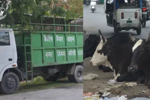 बरेली: छुट्टा पशुओं को पकड़ने का दावा सिर्फ रिकॉर्ड में, सड़कों पर पसरा सच