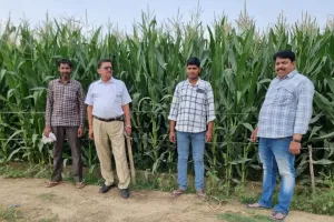 कासगंज: संकर मक्का की देखभाल में बरतें सावधानी, शाम को करें हल्की सिंचाई