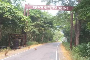 लखीमपुर: बर्ड फ्लू को लेकर दुधवा में हाई अलर्ट, गांवों में भी विभाग रख रहा नजर