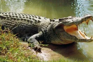 लखीमपुर: नाले के किनारे घास काट रहे किसान पर मगरमच्छ ने किया हमला, हालत गंभीर