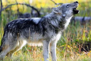 Bareilly: भेड़िया आया...भेड़िया आया का मचा शोर ! वन विभाग की टीम पहुंची तो निकला सियार