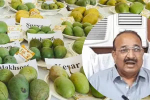 UP में फिर से लगने जा रहा है आम महोत्सव, आमों की विविधता का होगा भव्य प्रदर्शन
