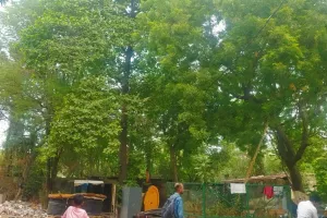 Lucknow News: अव्यस्थाओं का शिकार इंदिरानगर डिवीजन, तो कैसे सुधरेगी बिजली व्यवस्था, खंभों पर लदी है पेड़ों की लाताएं