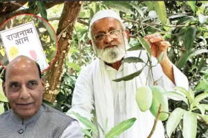 लखनऊ में आया ‘राजनाथ आम’, ग्राफ्टिंग की मदद से तैयार हुआ रक्षा मंत्री के नाम पर नए किस्म का आम