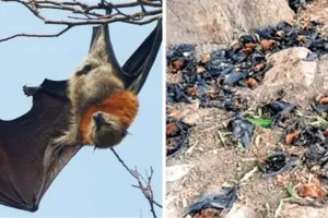 ललितपुर में प्रचंड गर्मी का कहरः सैकड़ों चमगादड़ों की हुई मौत, पेड़ के नीचे मिले मृत 