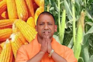 Lucknow: योगी सरकार की नई पहल, पहली बार किसानों से खरीदा जाएगा मक्का, लेकिन जरूर कर लें ये काम 