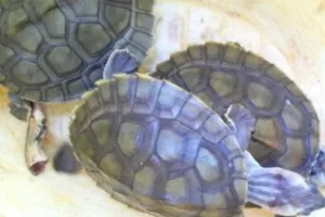 Lucknow: STF का बड़ा एक्शन, कछुआ तस्कर को दबोचा, 102 कछुए बरामद