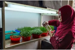 सेहत का खजाना है माइक्रोग्रीन्स फूड्स, अन्न से भरी पूरी थाली खाने के मुकाबले पौधे बनेंगे सुपरफूड, दुनियाभर में तेजी से बढ़ रही इस स्टार्टअप की मांग