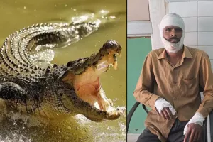 लखीमपुर खीरी : सोतिया नाला से निकले मगरमच्छ ने युवक पर किया हमला