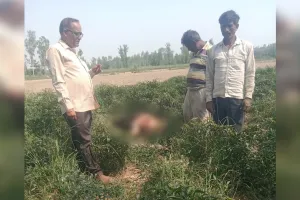 रामपुर : रहमतगंज के जंगल में तेंदुए ने किया बछड़े का शिकार, ग्रामीणों में दहशत