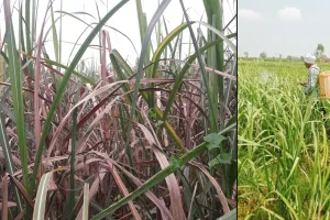 मुरादाबाद : पौधे में लगे कीट की निगरानी करें किसान