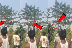 लखीमपुर खीरी : पेड़ों पर उछल कूद कर रहे दो तेंदुओं को देख ग्रामीणों का छूटा पसीना